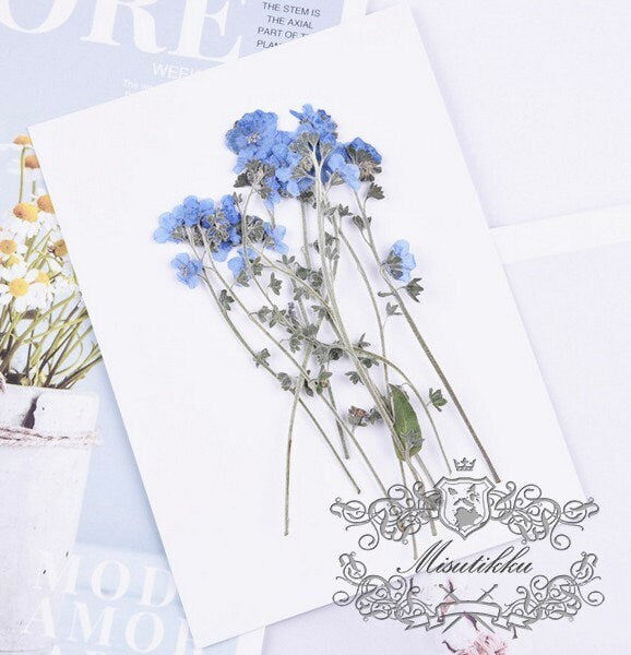 12 PCS Set (7-12CM) Pressed Flower Forget Me nots Stems, Flat Dried Flowers Forget Me nots Flowers, Real Light Blue Pressed Forget me nots