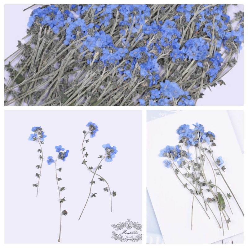 12 PCS Set (7-12CM) Pressed Flower Forget Me nots Stems, Flat Dried Flowers Forget Me nots Flowers, Real Light Blue Pressed Forget me nots