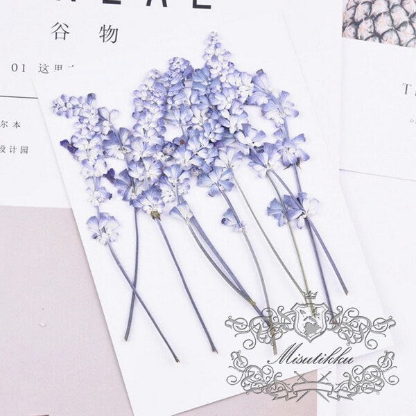 20 PCS Set (6-9CM) Dried Pressed Flower Blue Salvia, Dried Salvia Flowers, Real Pressed Salvia Flower, Flat Preserved Salvia flower Stems