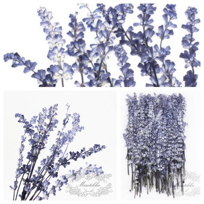 12 PCS Set (8-14CM) Pressed Lavender Flower, Dried Flower Blue Lavender, Real Pressed Flower Lavender, Flat Preserved Lavender Dried flowers