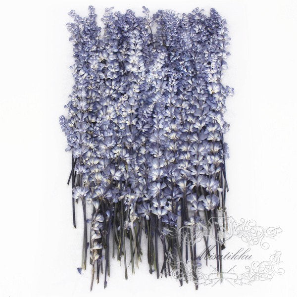 12 PCS Set (8-14CM) Pressed Lavender Flower, Dried Flower Blue Lavender, Real Pressed Flower Lavender, Flat Preserved Lavender Dried flowers