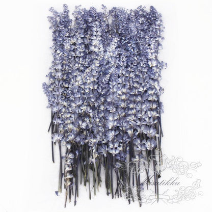 12 PCS Set (8-14CM) Pressed Lavender Flower, Dried Flower Blue Lavender, Real Pressed Flower Lavender, Flat Preserved Lavender Dried flowers