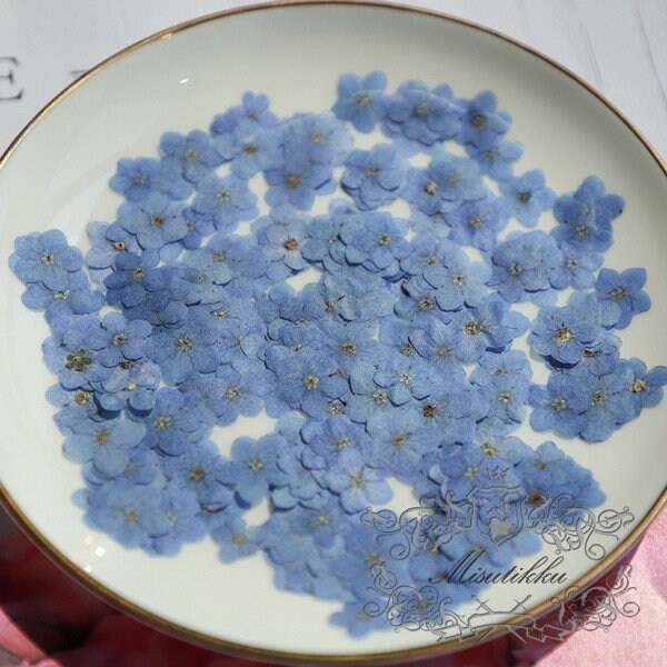 20 PCS Set (0.8-1.2CM) Pressed Forget Me nots Flower, Small Dried Forget Me nots Flowers, Real Tiny Flat Pressed Flower Forget Me Nots