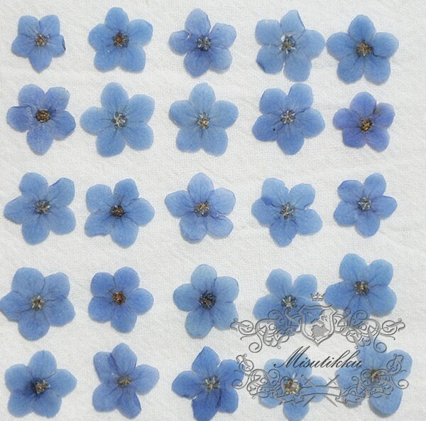 20 PCS Set (0.8-1.2CM) Pressed Forget Me nots Flower, Small Dried Forget Me nots Flowers, Real Tiny Flat Pressed Flower Forget Me Nots