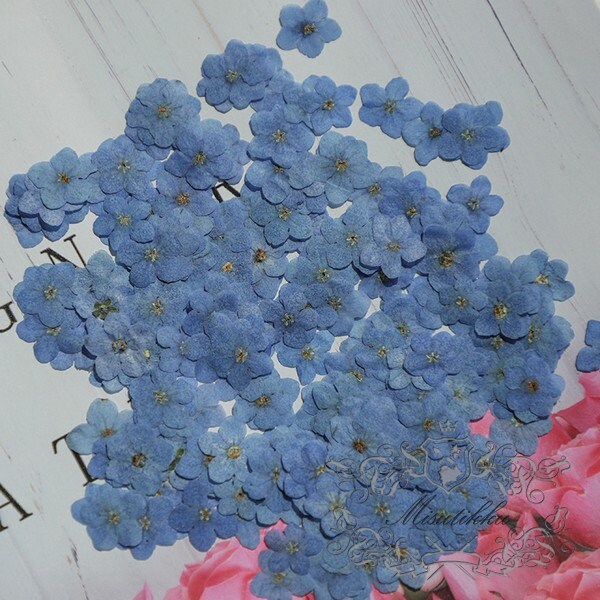 20 PCS Set (0.8-1.2CM) Pressed Forget Me nots Flower, Small Dried Forget Me nots Flowers, Real Tiny Flat Pressed Flower Forget Me Nots