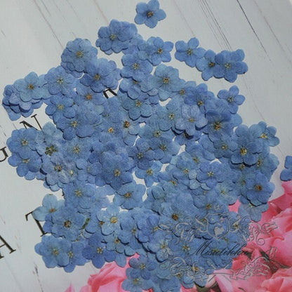 20 PCS Set (0.8-1.2CM) Pressed Forget Me nots Flower, Small Dried Forget Me nots Flowers, Real Tiny Flat Pressed Flower Forget Me Nots