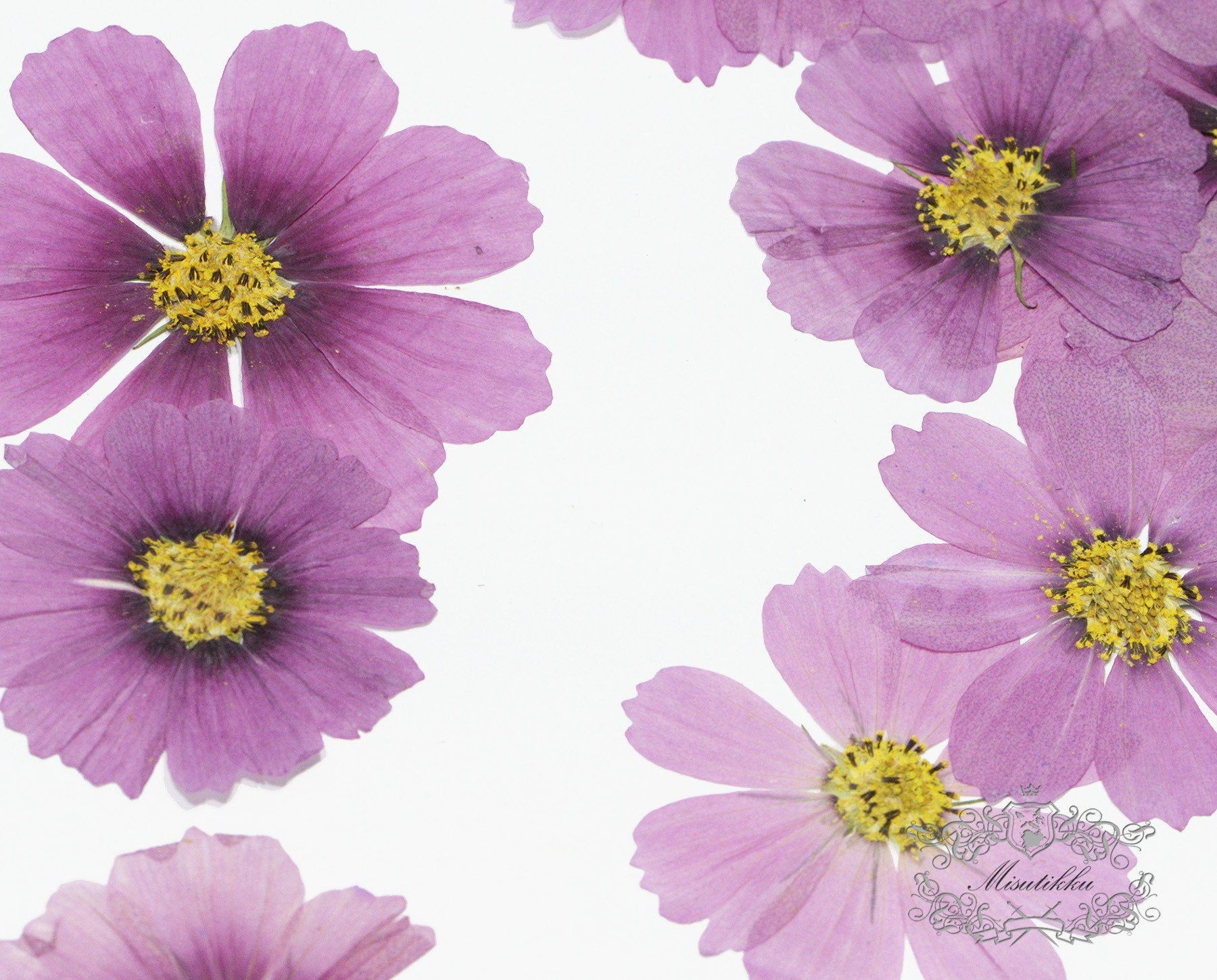 12 PCS Set (5-12CM) Pressed Dried Flower Cosmos, Flat Pressed Cosmos Flowers, Real Pressed Purple Flowers, Preserved Dried Purple Flowers