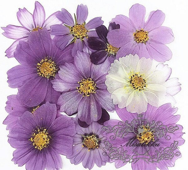 12 PCS Set (4-12CM) Pressed Cosmos Dried Flower, Mixed Dried Cosmos, Pressed Large Flowers, Flat Pressed Flowers, Preserved Cosmos Flowers