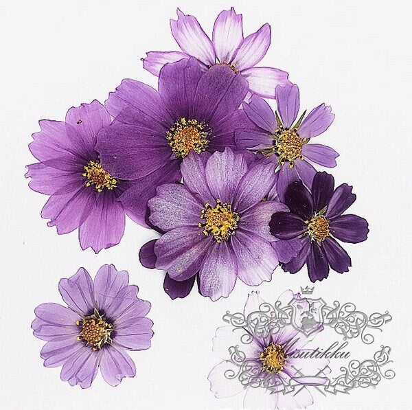 12 PCS Set (4-12CM) Pressed Cosmos Dried Flower, Mixed Dried Cosmos, Pressed Large Flowers, Flat Pressed Flowers, Preserved Cosmos Flowers