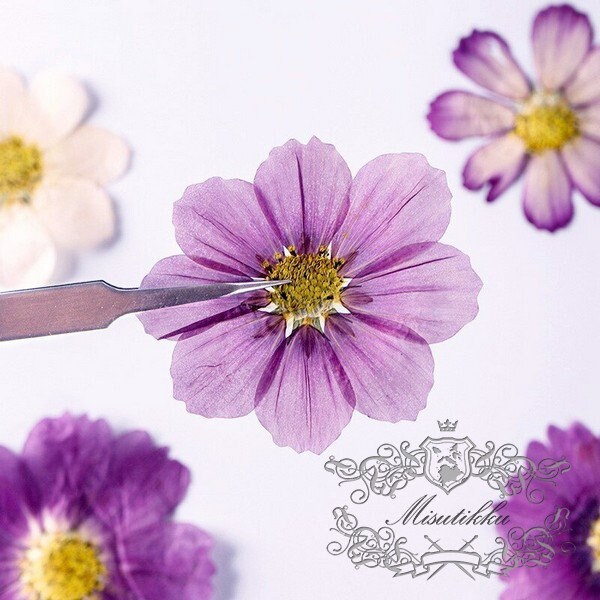 12 PCS Set (4-12CM) Pressed Cosmos Dried Flower, Mixed Dried Cosmos, Pressed Large Flowers, Flat Pressed Flowers, Preserved Cosmos Flowers