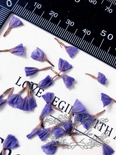 50 PCS Set (0.8-1.5CM) Pressed Flower Dried Forget Me nots Petals, Pressed Forget Me nots Flowers, Real Tiny Pressed Flower Forget Me Nots