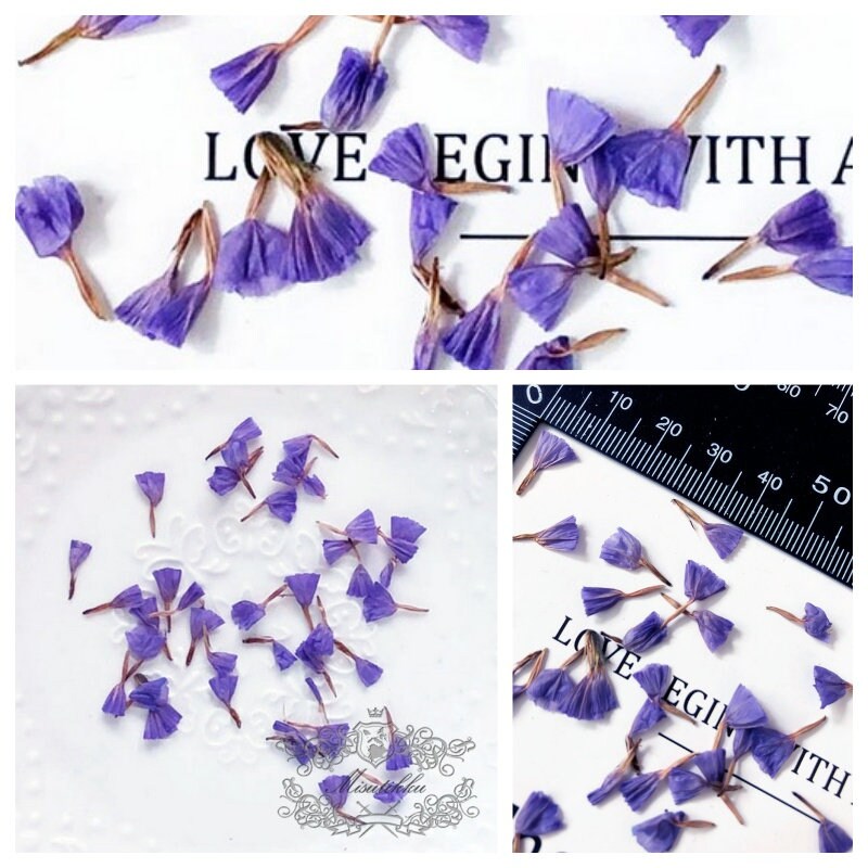 50 PCS Set (0.8-1.5CM) Pressed Flower Dried Forget Me nots Petals, Pressed Forget Me nots Flowers, Real Tiny Pressed Flower Forget Me Nots