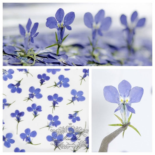 20 PCS Set (1-2CM) Dried Pressed Flower, Flat Dried Flower Mauve lobelia, Pressed Blue Lobelia Flowers, Real Pressed Mauve lobelia Flower