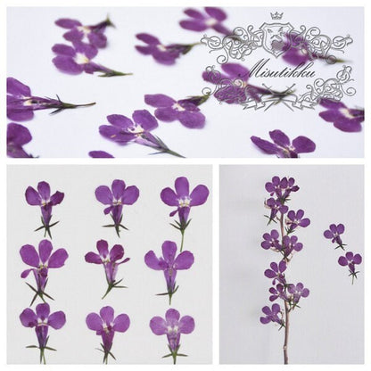 20 PCS Set (1-2CM) Pressed Dried Flower, real Dried Flower Mauve lobelia, Pressed Purple Lobelia Flowers, Dried Flat Mauve lobelia Flower