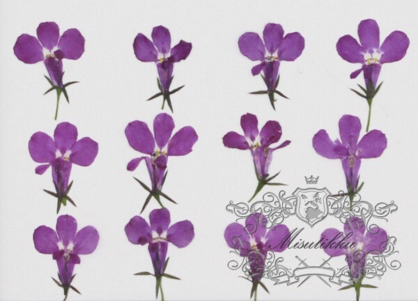 20 PCS Set (1-2CM) Pressed Dried Flower, real Dried Flower Mauve lobelia, Pressed Purple Lobelia Flowers, Dried Flat Mauve lobelia Flower