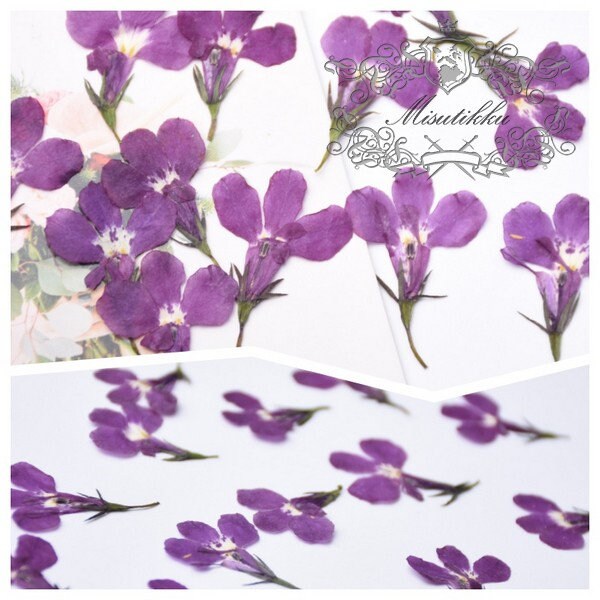 20 PCS Set (1-2CM) Pressed Dried Flower, real Dried Flower Mauve lobelia, Pressed Purple Lobelia Flowers, Dried Flat Mauve lobelia Flower