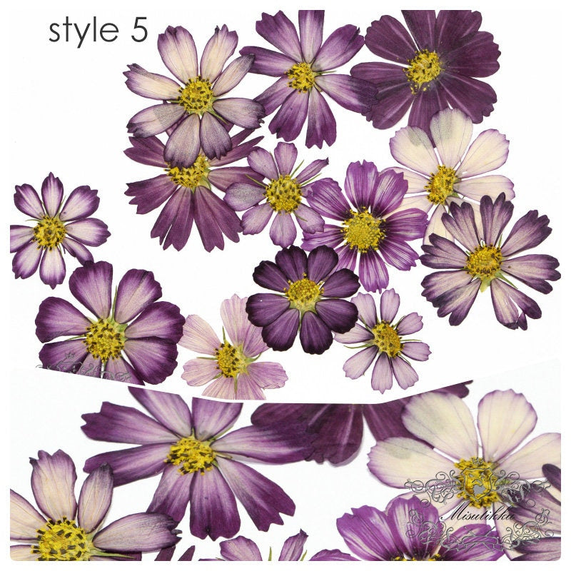 12 PCS Set (3-12CM) Pressed Dried Cosmos Flower, Pressed Cosmos Flowers, Flat Pressed Purple Flowers, Preserved Dried Real Purple Flowers