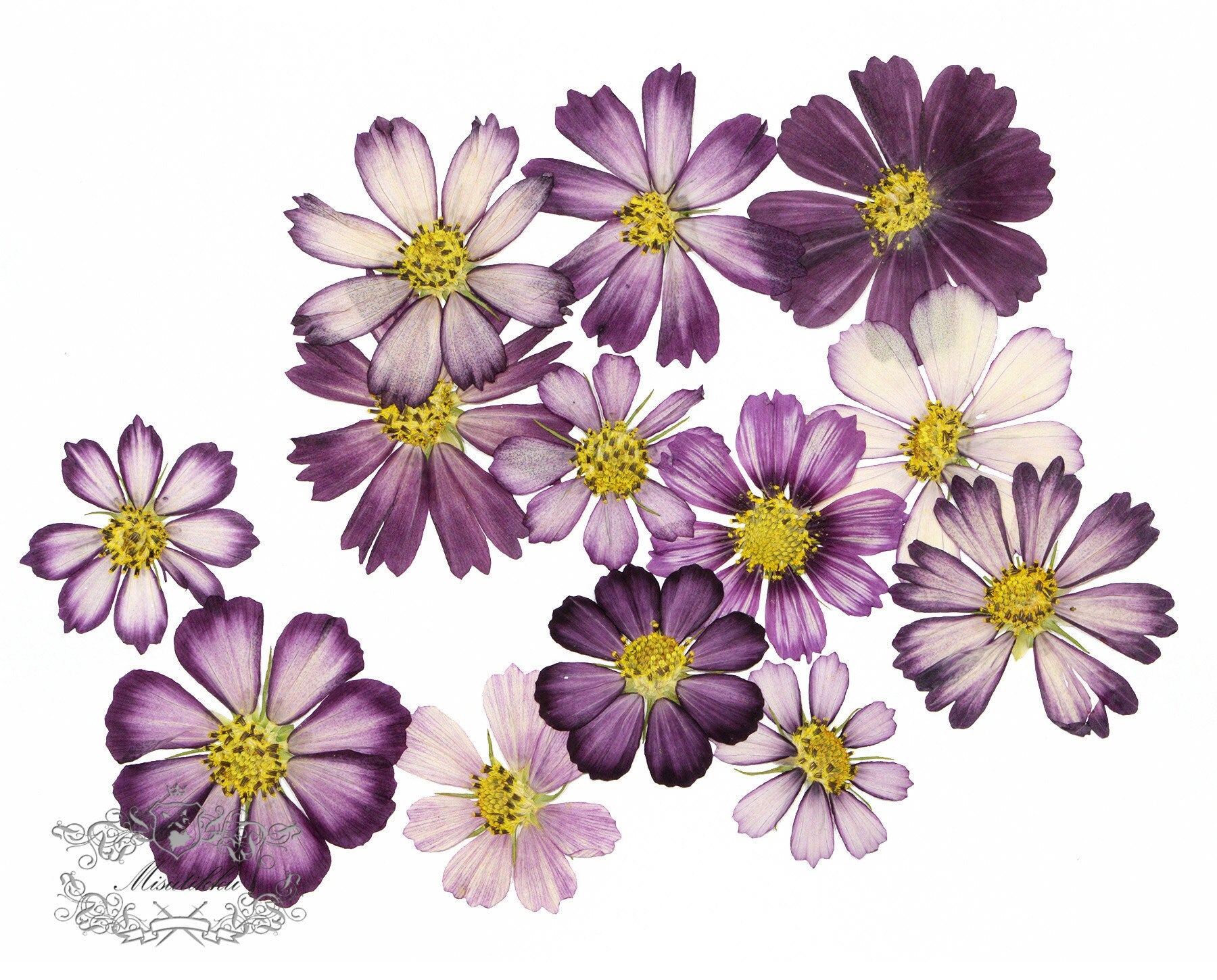 12 PCS Set (3-12CM) Pressed Dried Cosmos Flower, Pressed Cosmos Flowers, Flat Pressed Purple Flowers, Preserved Dried Real Purple Flowers