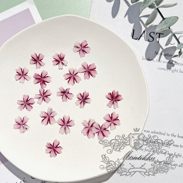 12 PCS Set (1-2CM) Pressed Dried Pink Flowers, Pressed Verbena Flowers, Small Flat Pressed Pink Flowers, Preserved Tiny Dried Pressed Flower