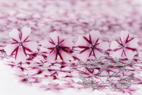 12 PCS Set (1-2CM) Pressed Dried Pink Flowers, Pressed Verbena Flowers, Small Flat Pressed Pink Flowers, Preserved Tiny Dried Pressed Flower