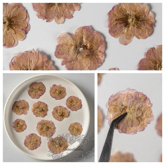 20 PCS Set (1.5-2.5CM) Pressed Dried Flower, Flat Dried Brown Pressed Flowers. Real Pressed Flat Flowers, Natural Pressed Dried Real Flower