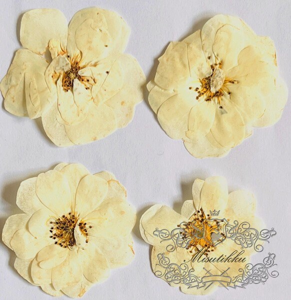 20 PCS/Set (5-7CM) Pressed White Roses Flowers, Pressed Rose Flowers, Real Ivory White Flat Rose, Pressed Dried White Roses For Wedding