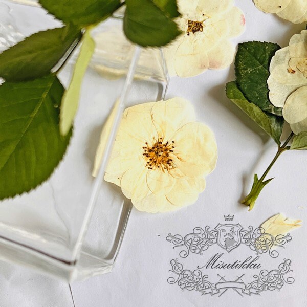 20 PCS/Set (5-7CM) Pressed White Roses Flowers, Pressed Rose Flowers, Real Ivory White Flat Rose, Pressed Dried White Roses For Wedding