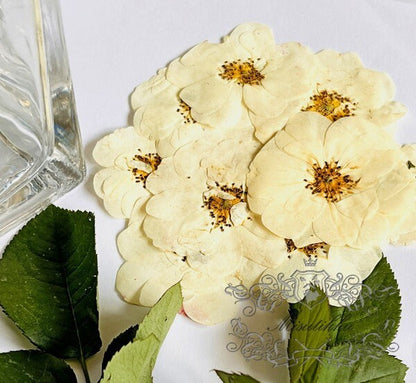 20 PCS/Set (5-7CM) Pressed White Roses Flowers, Pressed Rose Flowers, Real Ivory White Flat Rose, Pressed Dried White Roses For Wedding