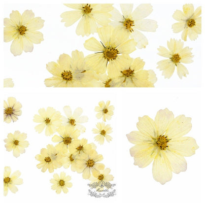 12 PCS Set (4-12CM) Pressed Flower Cosmos, Pressed Dried Ivory Beige Cosmos Flowers, Flat Pressed Flowers, Preserved Large White Flowers