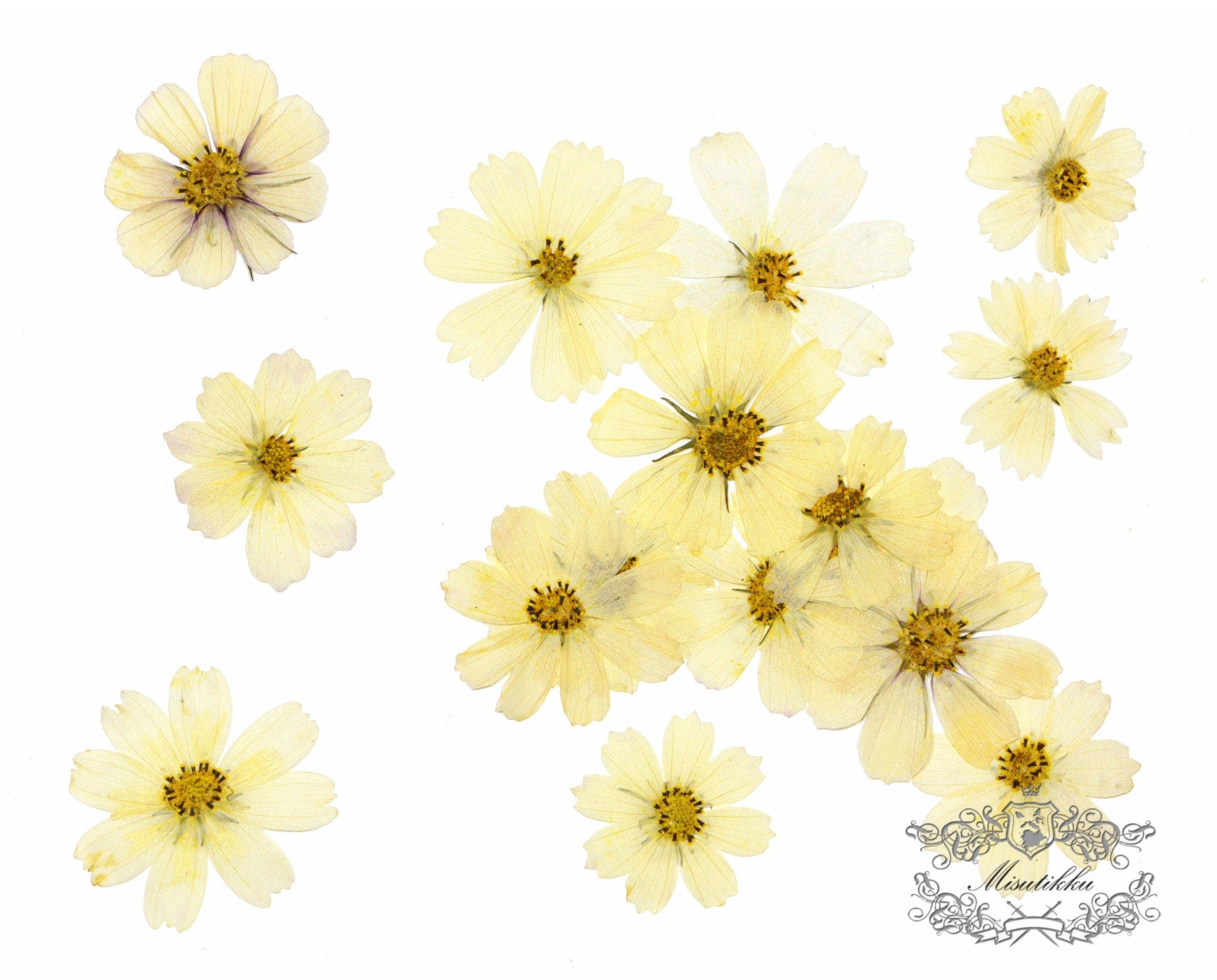 12 PCS Set (4-12CM) Pressed Flower Cosmos, Pressed Dried Ivory Beige Cosmos Flowers, Flat Pressed Flowers, Preserved Large White Flowers