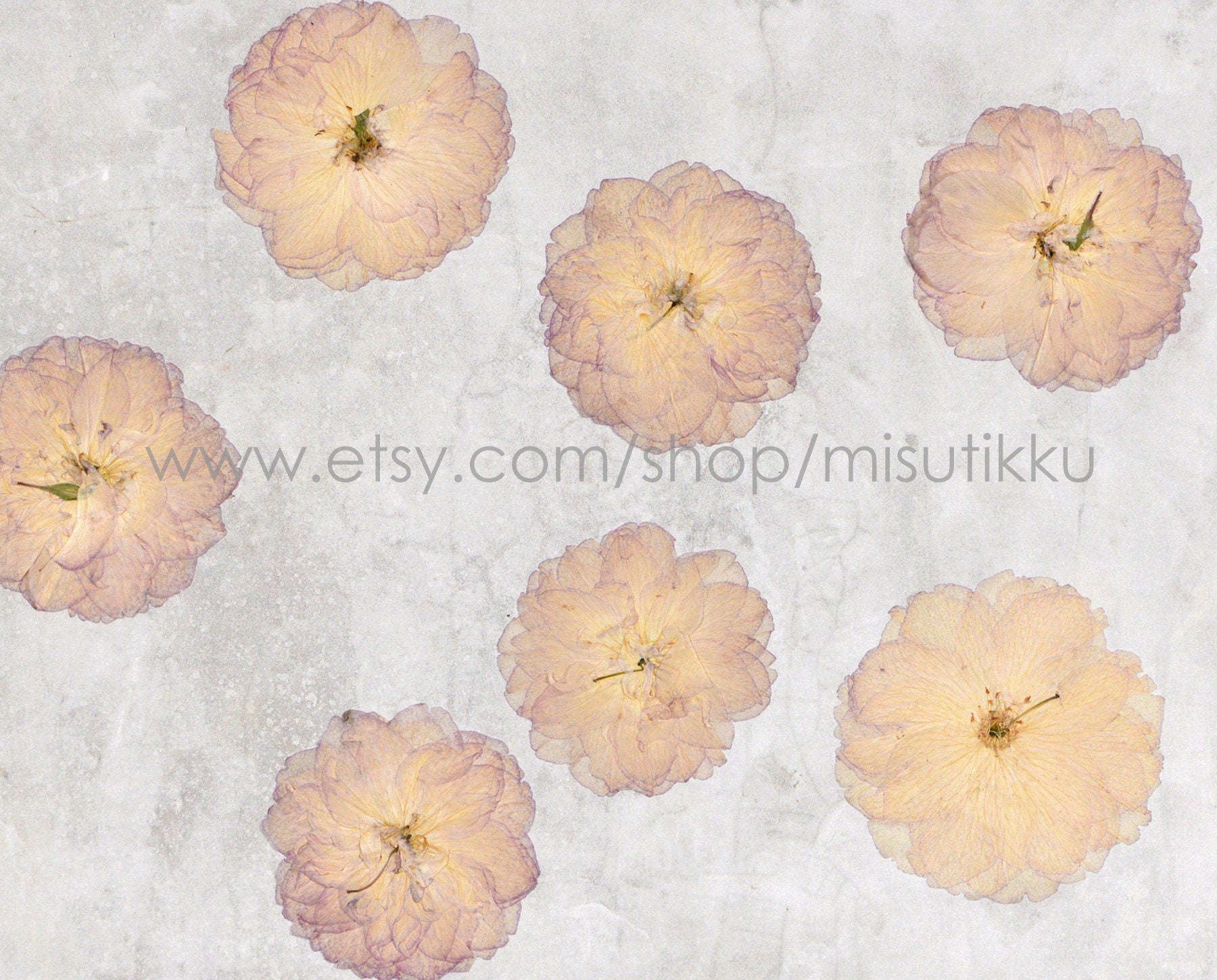 20 PCS Set (5-7CM) Pressed Rose Flowers, Real Pressed Roses Dried Flowers, Pressed Dried Flat Flowers, Preserved Rose Real Dried Flower