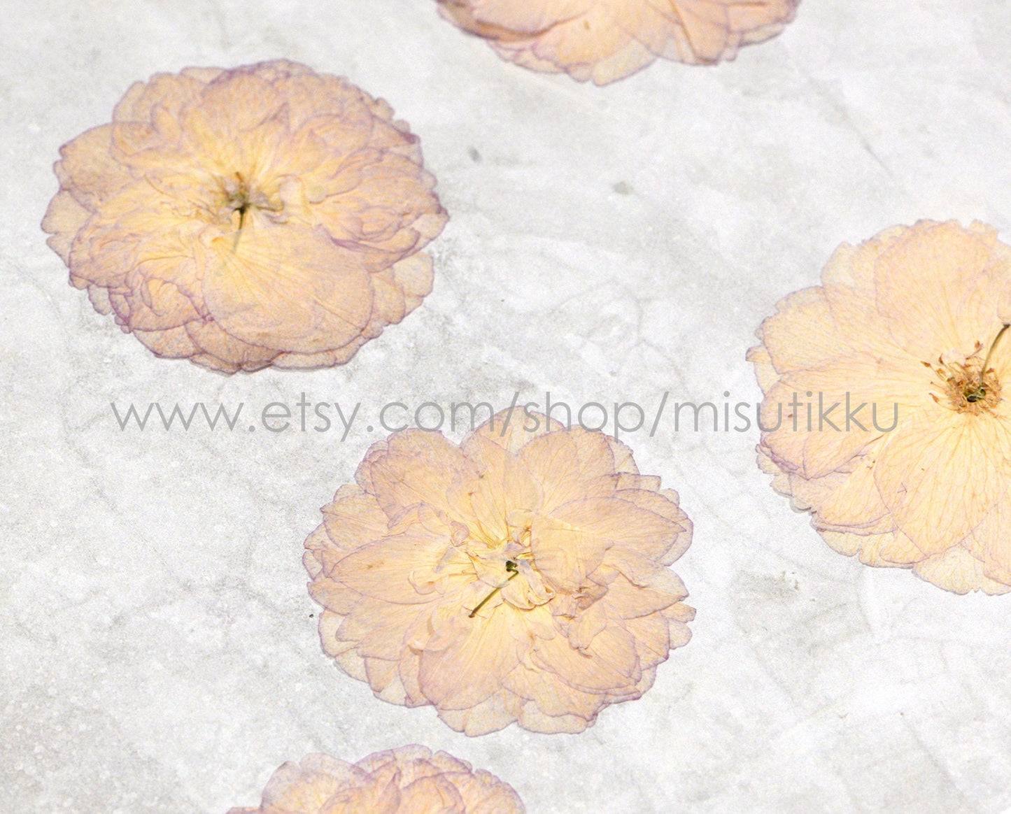 20 PCS Set (5-7CM) Pressed Rose Flowers, Real Pressed Roses Dried Flowers, Pressed Dried Flat Flowers, Preserved Rose Real Dried Flower