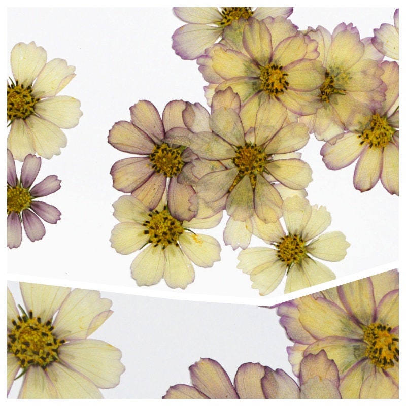 12 PCS Set (4-10CM) Pressed Flower Cosmos, Flat Pressed Dried Cosmos Flowers, Pressed Large Purple Flowers, Preserved Real Dried Flowers