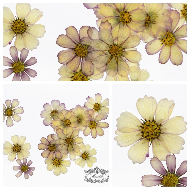 12 PCS Set (4-10CM) Pressed Flower Cosmos, Flat Pressed Dried Cosmos Flowers, Pressed Large Purple Flowers, Preserved Real Dried Flowers