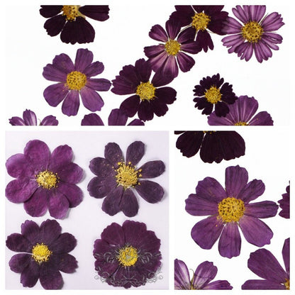 20 PCS Set (4-15CM) Real Pressed Flower Cosmos, Pressed Dried Cosmos Flowers, Flat Purple Pressed Flowers, Preserved Dried Purple Flowers