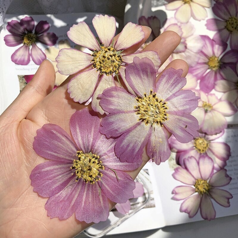 12 PCS Set (4-10CM) Pressed Dried Flower Cosmos, Pressed Cosmos Flowers, Pressed Large Flat Pink Flowers, Preserved Dried Real Flowers