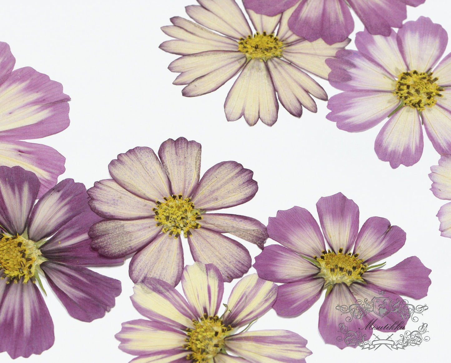 12 PCS Set (4-10CM) Pressed Dried Flower Cosmos, Pressed Cosmos Flowers, Pressed Large Flat Pink Flowers, Preserved Dried Real Flowers