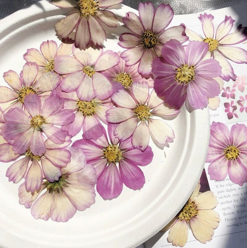 12 PCS Set (4-10CM) Pressed Dried Flower Cosmos, Pressed Cosmos Flowers, Pressed Large Flat Pink Flowers, Preserved Dried Real Flowers