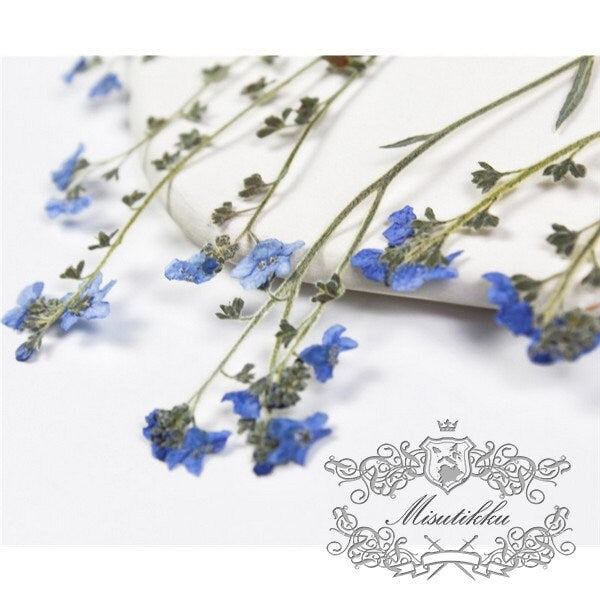 20 PCS Set (7-9CM) Dried Pressed Flowers Forget Me nots, Flat Pressed Forget Me nots Flower Real Dark Blue Dried Forget me nots Flower Stems