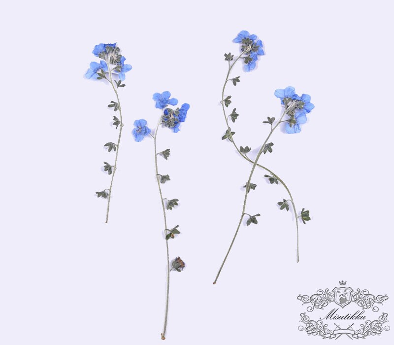 12 PCS Set (7-12CM) Pressed Flower Forget Me nots Stems, Flat Dried Flowers Forget Me nots Flowers, Real Light Blue Pressed Forget me nots