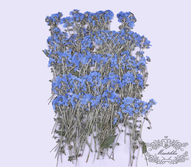 12 PCS Set (7-12CM) Pressed Flower Forget Me nots Stems, Flat Dried Flowers Forget Me nots Flowers, Real Light Blue Pressed Forget me nots