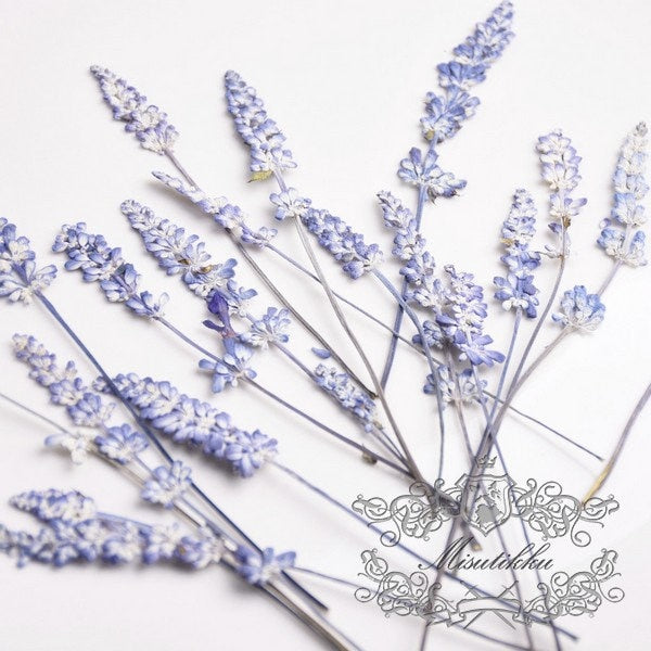 20 PCS Set (6-9CM) Dried Pressed Flower Blue Salvia, Dried Salvia Flowers, Real Pressed Salvia Flower, Flat Preserved Salvia flower Stems