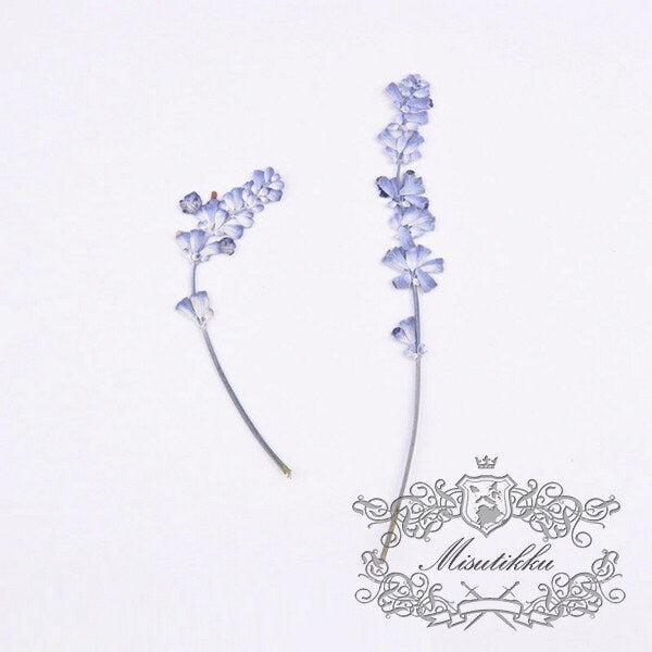 20 PCS Set (6-9CM) Dried Pressed Flower Blue Salvia, Dried Salvia Flowers, Real Pressed Salvia Flower, Flat Preserved Salvia flower Stems