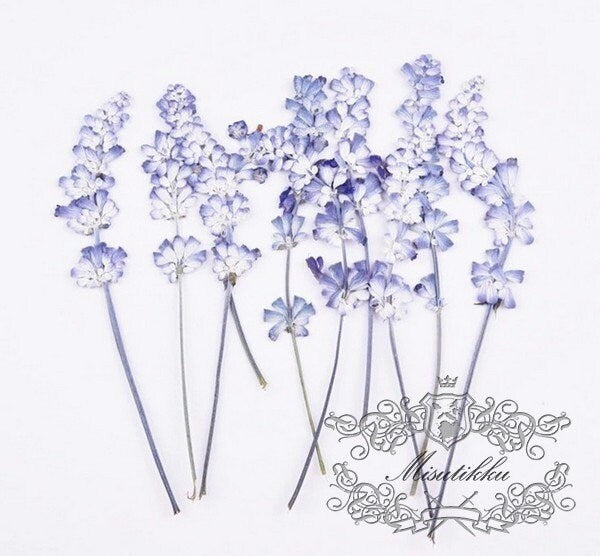 20 PCS Set (6-9CM) Dried Pressed Flower Blue Salvia, Dried Salvia Flowers, Real Pressed Salvia Flower, Flat Preserved Salvia flower Stems