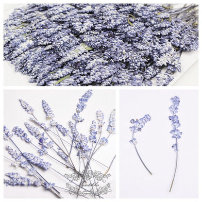 20 PCS Set (6-9CM) Dried Pressed Flower Blue Salvia, Dried Salvia Flowers, Real Pressed Salvia Flower, Flat Preserved Salvia flower Stems