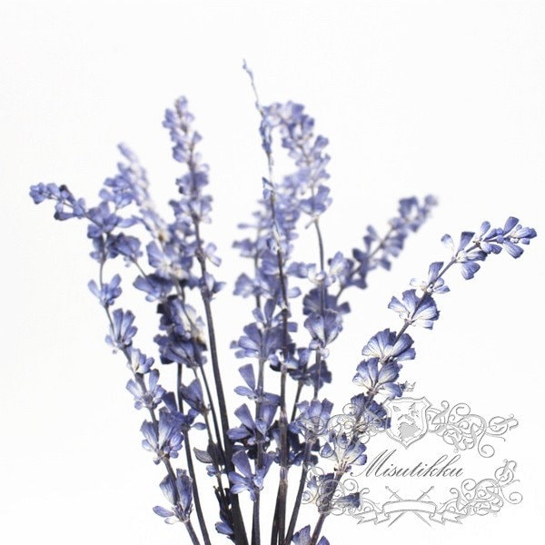 12 PCS Set (8-14CM) Pressed Lavender Flower, Dried Flower Blue Lavender, Real Pressed Flower Lavender, Flat Preserved Lavender Dried flowers