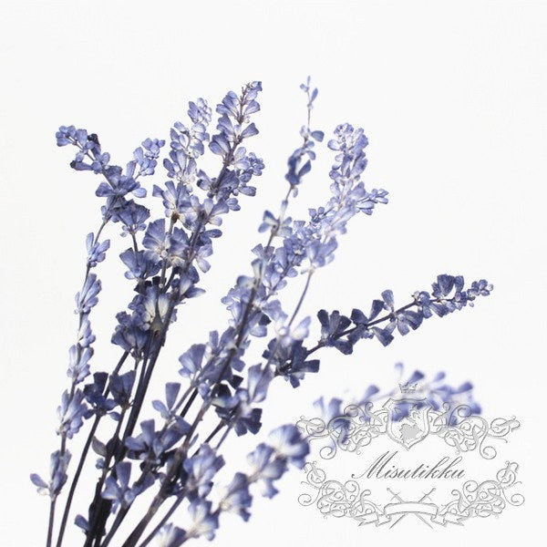 12 PCS Set (8-14CM) Pressed Lavender Flower, Dried Flower Blue Lavender, Real Pressed Flower Lavender, Flat Preserved Lavender Dried flowers