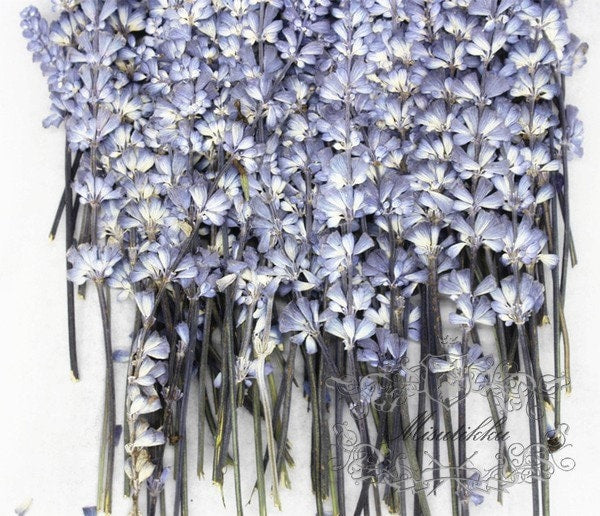 12 PCS Set (8-14CM) Pressed Lavender Flower, Dried Flower Blue Lavender, Real Pressed Flower Lavender, Flat Preserved Lavender Dried flowers