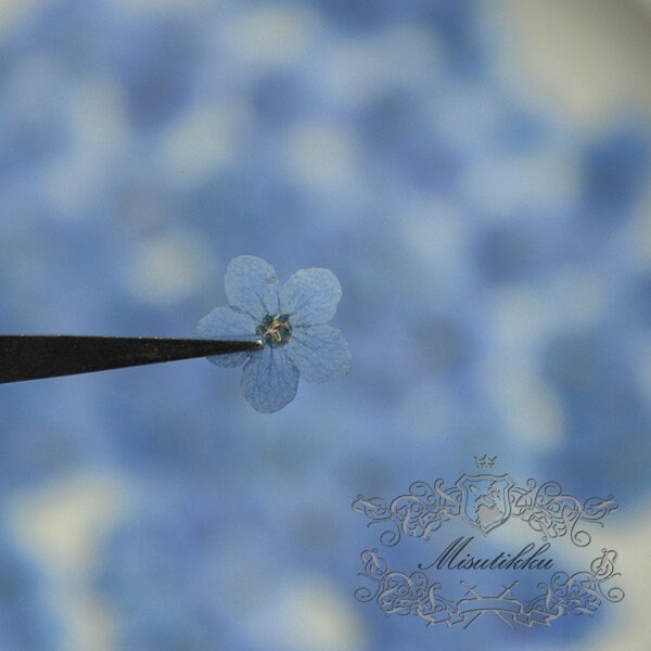 20 PCS Set (0.8-1.2CM) Pressed Forget Me nots Flower, Small Dried Forget Me nots Flowers, Real Tiny Flat Pressed Flower Forget Me Nots