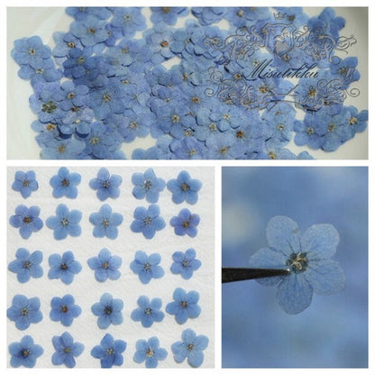 20 PCS Set (0.8-1.2CM) Pressed Forget Me nots Flower, Small Dried Forget Me nots Flowers, Real Tiny Flat Pressed Flower Forget Me Nots